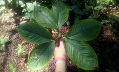 Amorphophallus muelleri