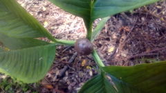 Amorphophallus muelleri