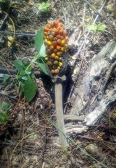 Amorphophallus