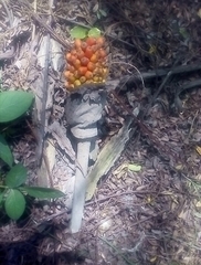 Amorphophallus