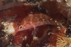 Plectranthias longimanus