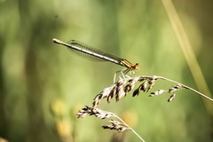 Platycnemis pennipes
