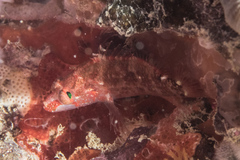 Plectranthias longimanus