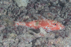 Parupeneus pleurostigma