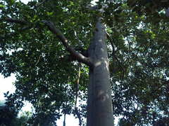 Ficus macrophylla columnaris