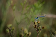 Platycnemis pennipes