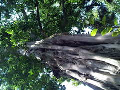Ficus thonningii