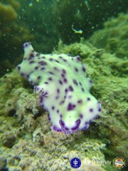 Pseudoceros laingensis