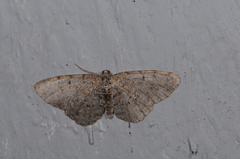 Aethalura intertexta