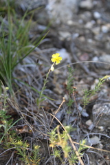 Helianthemum oelandicum orientale