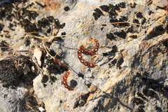 Hippocrepis ciliata