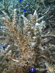 Acropora echinata