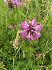 Betonica officinalis