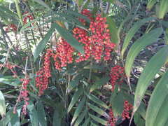 Chamaedorea microspadix