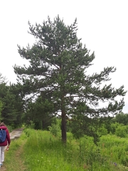 Pinus sylvestris