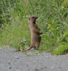 Marmota kastschenkoi