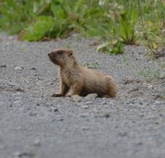Marmota kastschenkoi