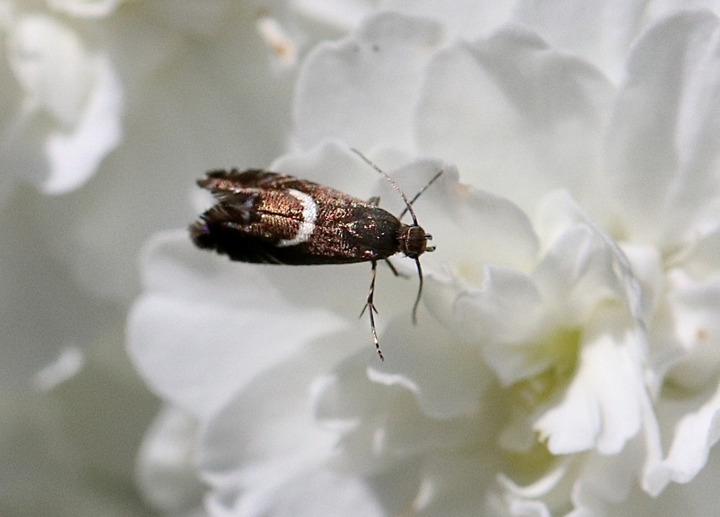 Glyphipterix acinacella