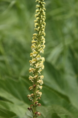 Pedicularis incarnata