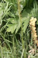 Pedicularis incarnata