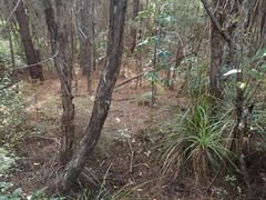 Pseudopanax arboreus