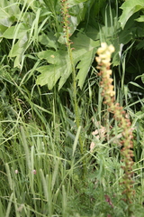 Pedicularis incarnata