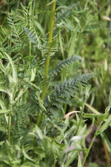 Pedicularis incarnata