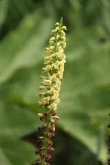 Pedicularis incarnata