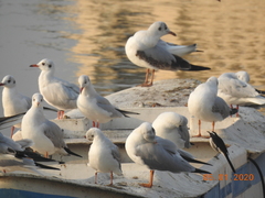 Chroicocephalus brunnicephalus