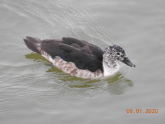 Sarkidiornis melanotos