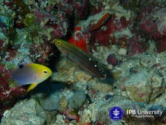 Koumansetta rainfordi