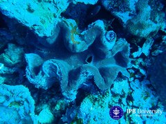 Tridacna squamosa