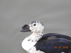 Sarkidiornis melanotos