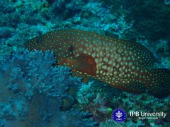 Cephalopholis cyanostigma