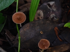 Agaricales