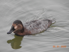 Aythya ferina