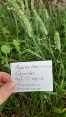 Phleum pratense nodosum