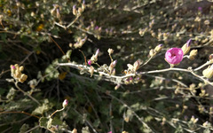 Sphaeralcea ambigua rosacea
