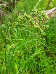 Beckmannia eruciformis