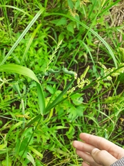 Beckmannia eruciformis