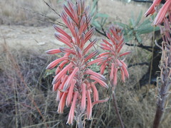 Aloe greatheadii greatheadii