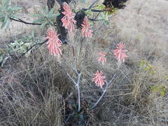 Aloe greatheadii greatheadii