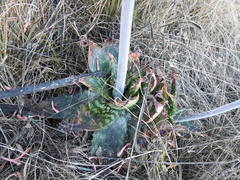 Aloe greatheadii greatheadii