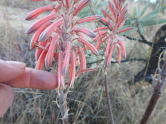 Aloe greatheadii greatheadii