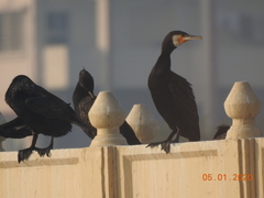 Phalacrocorax carbo