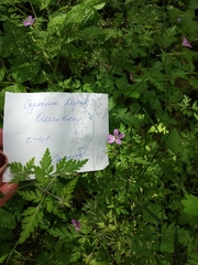 Geranium robertianum