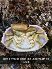 Cryptolithodes sitchensis