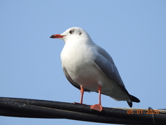 Chroicocephalus brunnicephalus