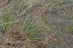 Carex silicea