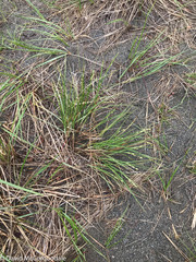 Carex silicea